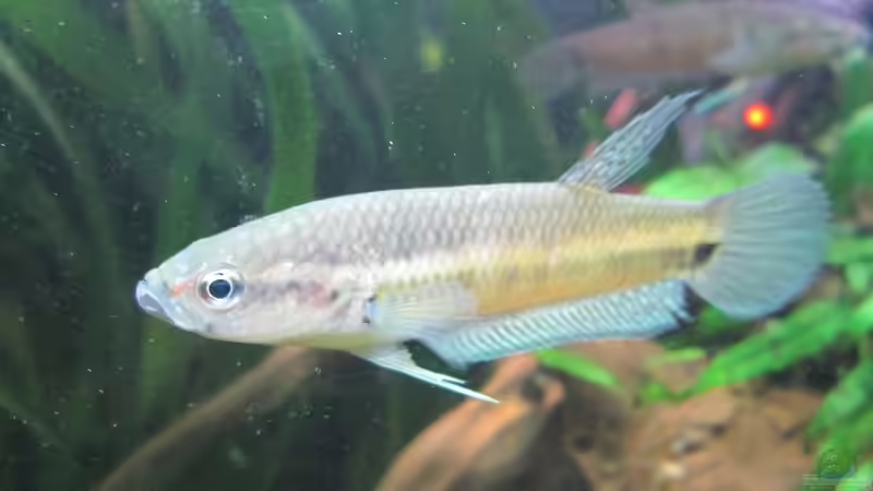 Blog: Betta Ocellatus-der unbekannte Riese aus Malaysia und Indonesien (5092)