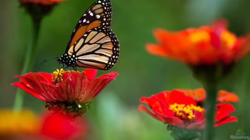Blog: Bienen- und Insektenpflanzen: Wie du deinen Garten in ein Paradies für Bestäuber verwandelst (7248)