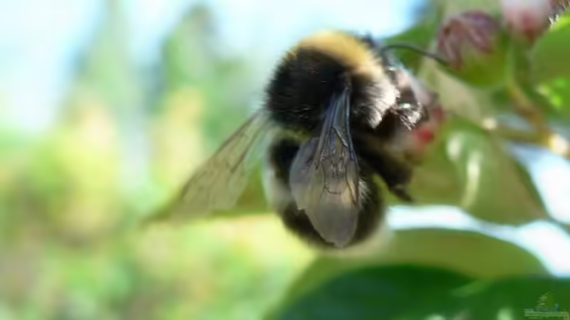 Blog: Bienen, Wespen, Hummeln – Unterschiede und Gemeinsamkeiten (6594)