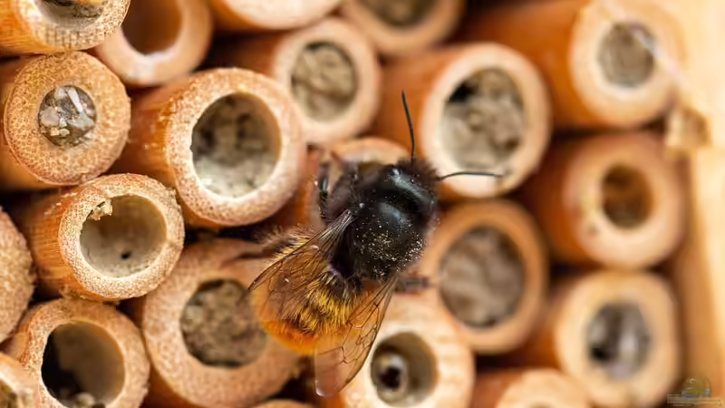 Blog: Bienen im Winter – Rückzug ins Winterquartier (6583)