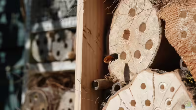 Blog: Bienenhotel im Garten - Lebensraum für Wildbienen schaffen und Biodiversität fördern (7910)