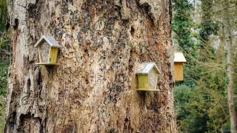 Blog: Bienenhotel im Garten - Lebensraum für Wildbienen schaffen und Biodiversität fördern (7910)