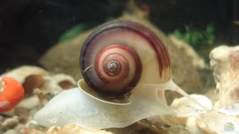 Blog: Biologische Helfer im Aquarium - Natürliche Unterstützung für ein stabiles Ökosystem (7719)