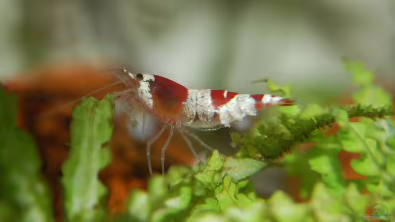 Blog: Biologische Helfer im Aquarium - Natürliche Unterstützung für ein stabiles Ökosystem (7719)