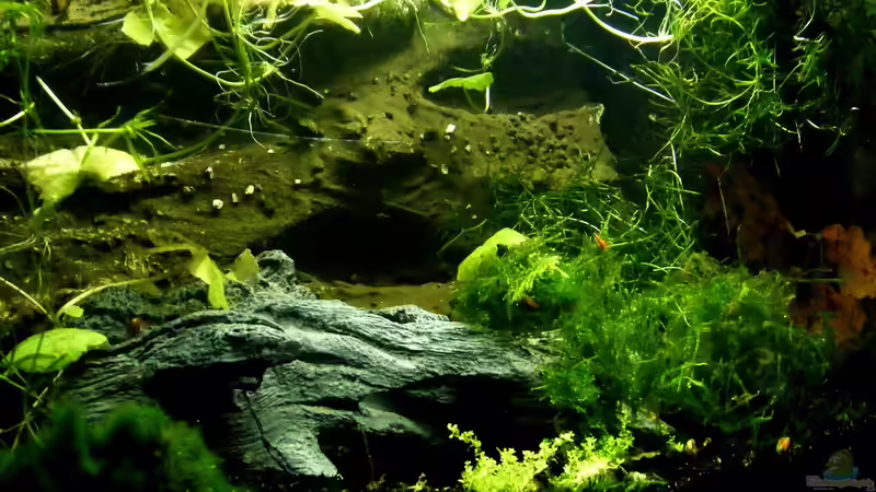 Blog: Biologische Helfer im Aquarium - Natürliche Unterstützung für ein stabiles Ökosystem (7719)