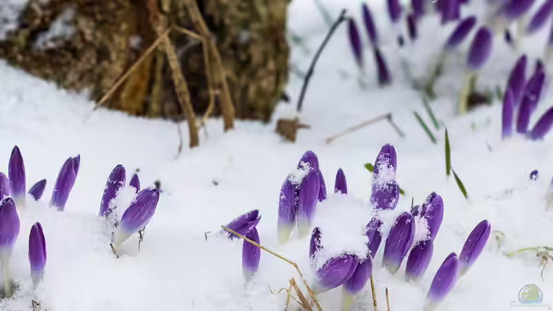 Blog: Biologische Mechanismen des Winterschlafs: Eine genaue Betrachtung (6548)