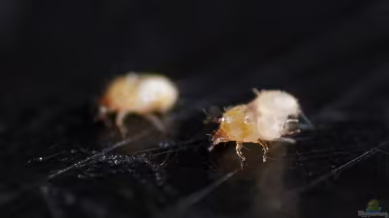 Blog: Biologische Schädlingsbekämpfung im Garten: Nachhaltige Methoden für gesunde Pflanzen und ein stabiles Ökosystem (7909)