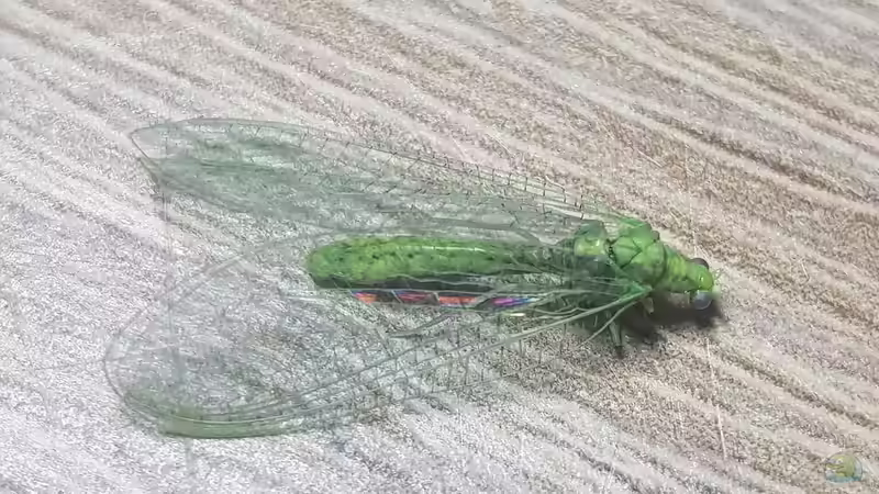 Blog: Biologische Schädlingsbekämpfung im Garten: Nachhaltige Methoden für gesunde Pflanzen und ein stabiles Ökosystem (7909)