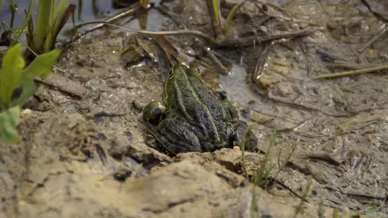 Blog: Biologische Teichschlamm-Entfernung: Funktion, Nutzen und mögliche Risiken für die Wasserqualität und Teichlebewesen (6549)