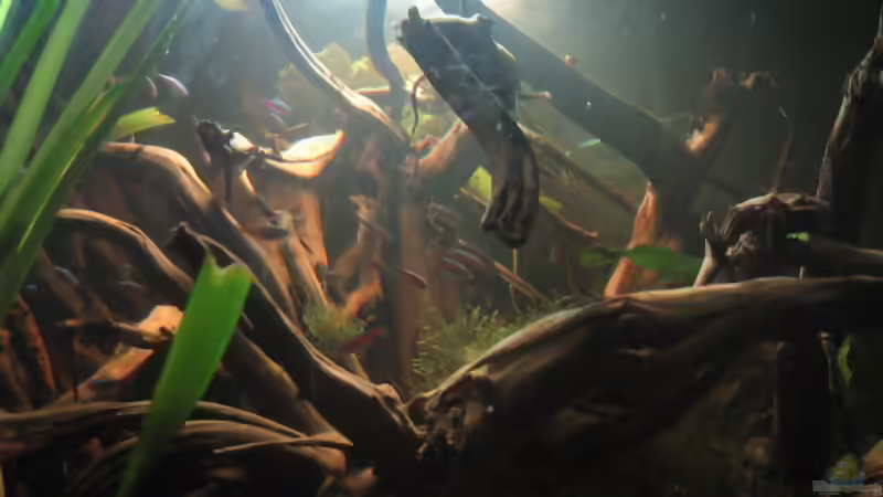 Blog: Biotop Schwarzwasser - Umsetzung im Aquarium (4513)