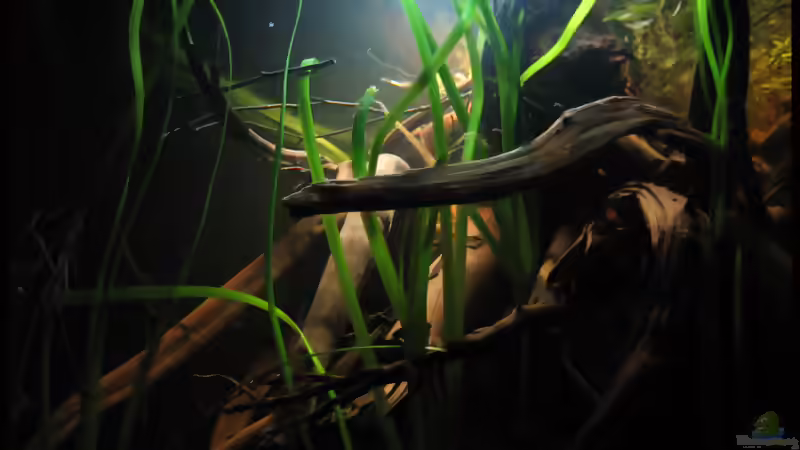 Blog: Biotop Schwarzwasser - Umsetzung im Aquarium (4513)