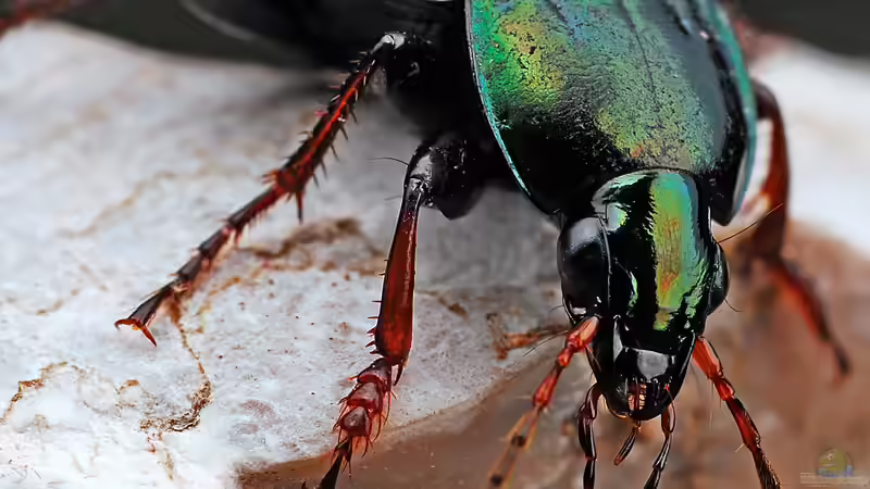 Blog: Blatthornkäfer im Garten: Erkennen, Verstehen und nachhaltig handeln (7821)