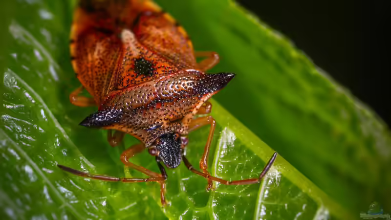 Blog: Blatthornkäfer im Garten: Erkennen, Verstehen und nachhaltig handeln (7821)