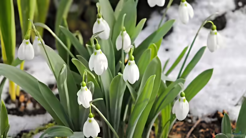 Blog: Blühende Farbtupfer im winterlichen Garten (6542)