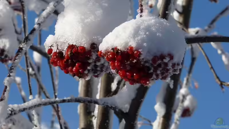 Blog: Blühende Farbtupfer im winterlichen Garten (6542)
