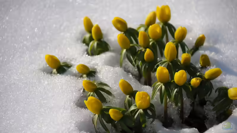 Blog: Blühende Farbtupfer im winterlichen Garten (6542)