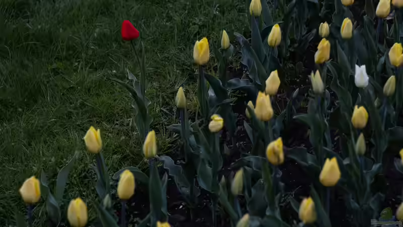 Blog: Blühstreifen im Garten - so planst, säst und pflegst du artenreiche Blumenflächen (7261)