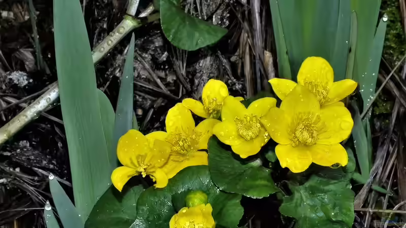 Blog: Blüten am Teichrand: Die am besten geeigneten Pflanzen (6401)