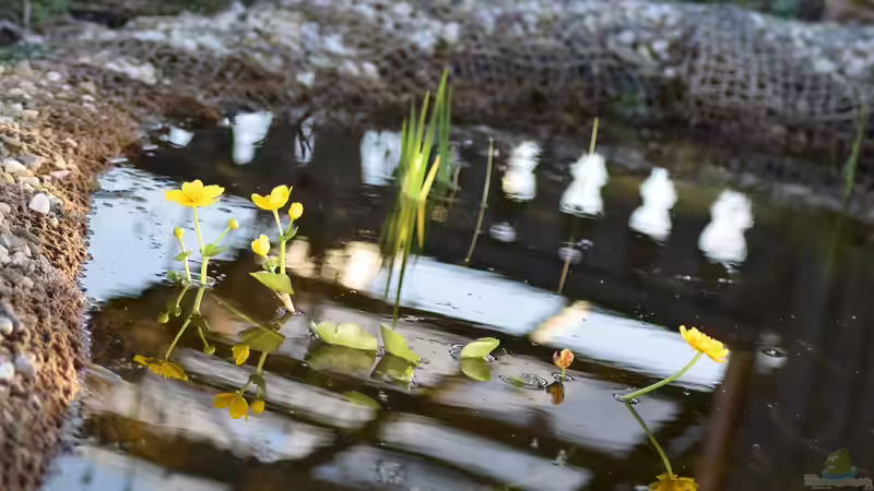 Blog: Blüten am Teichrand: Die am besten geeigneten Pflanzen (6401)