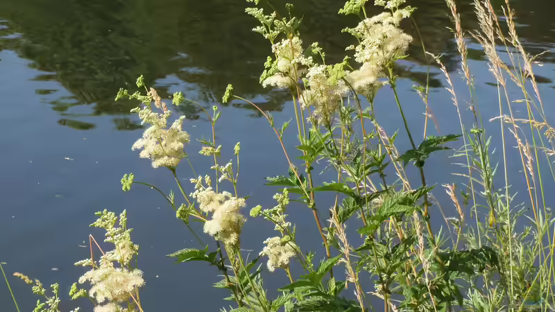 Blog: Blüten am Teichrand: Die am besten geeigneten Pflanzen (6401)