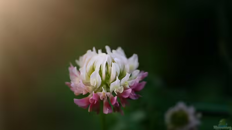 Blog: Blütenstände im Garten: Formen, Bedeutung und Gestaltungsideen (7315)