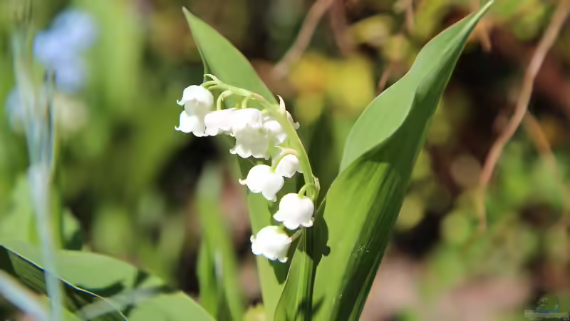 Blog: Blütenstände im Garten: Formen, Bedeutung und Gestaltungsideen (7315)
