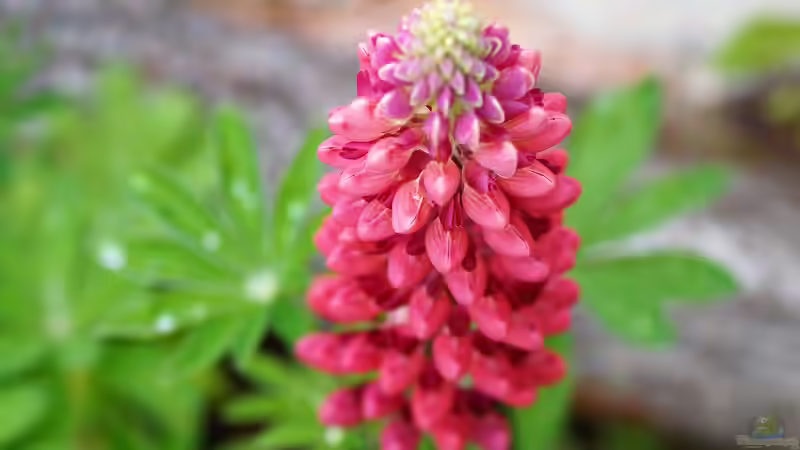 Blog: Blütenstände im Garten: Formen, Bedeutung und Gestaltungsideen (7315)