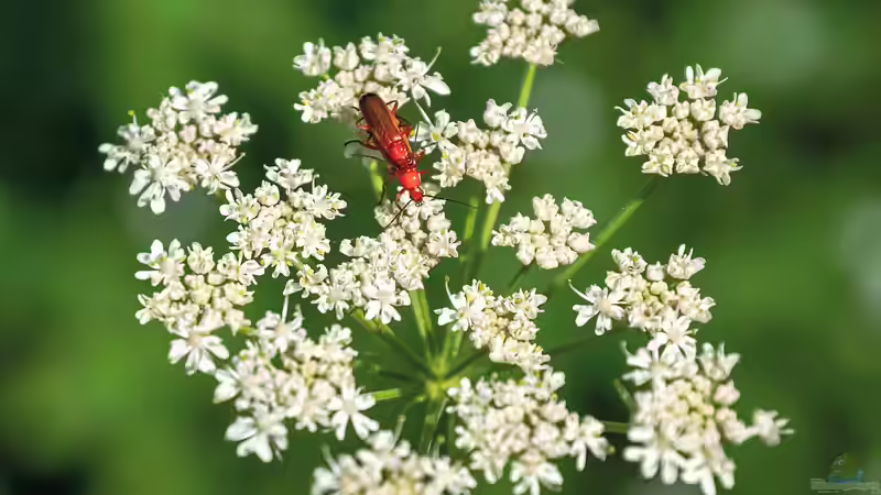 Blog: Blütenstände im Garten: Formen, Bedeutung und Gestaltungsideen (7315)