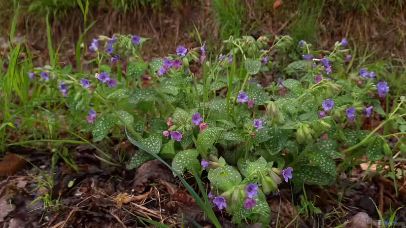 Blog: Blumenwiese im Schatten anlegen - Der umfassende Leitfaden für naturnahe Vielfalt an schattigen Standorten (7867)