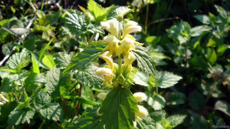 Blog: Blumenwiese im Schatten anlegen - Der umfassende Leitfaden für naturnahe Vielfalt an schattigen Standorten (7867)
