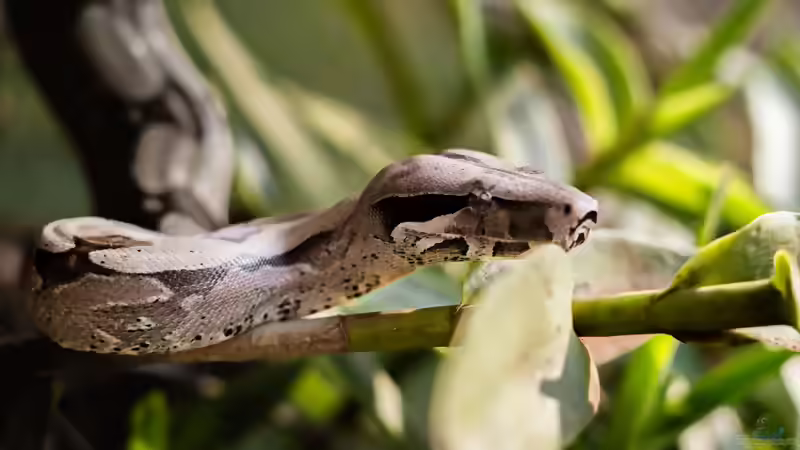 Blog: Boas: Die Würgeschlangen im Terrarium (8307)