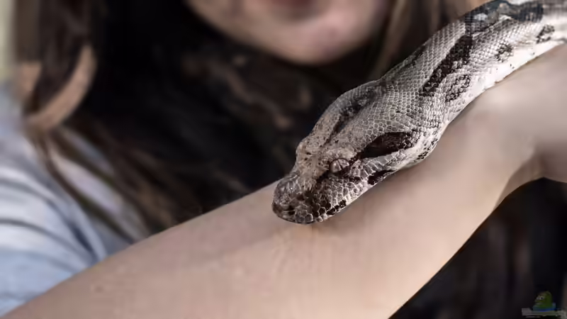 Blog: Boas: Die Würgeschlangen im Terrarium (8307)