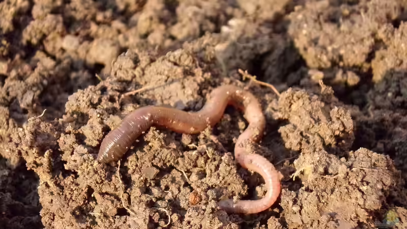 Blog: Bodenverdichtung im Garten - Ursachen, Folgen und nachhaltige Lösungen für gesunde Böden (7419)