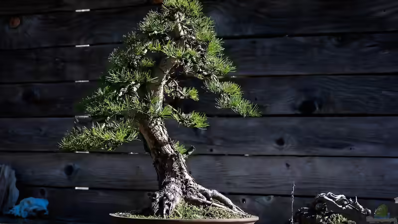 Blog: Bonsai-Bäume richtig pflegen - Ein ausführlicher Leitfaden (7417)