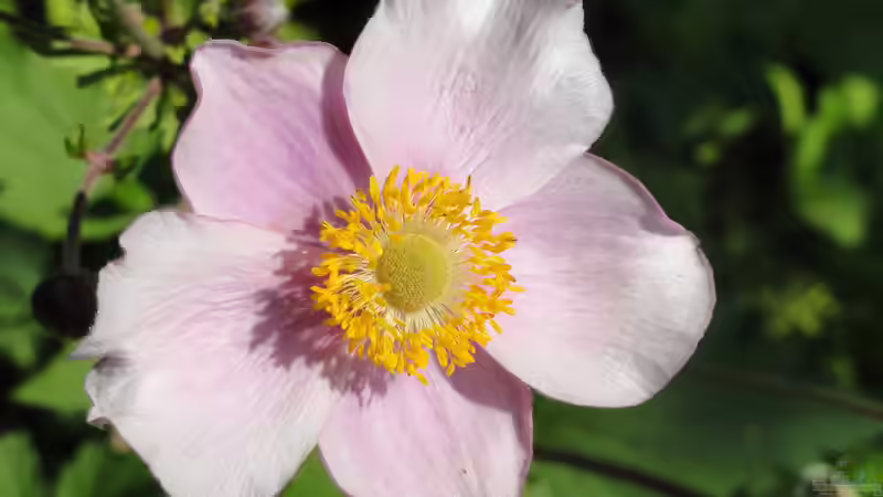 Blog: Botanischer Garten Frankfurt am Main: Ein grünes Paradies mitten in der Großstadt (7104)