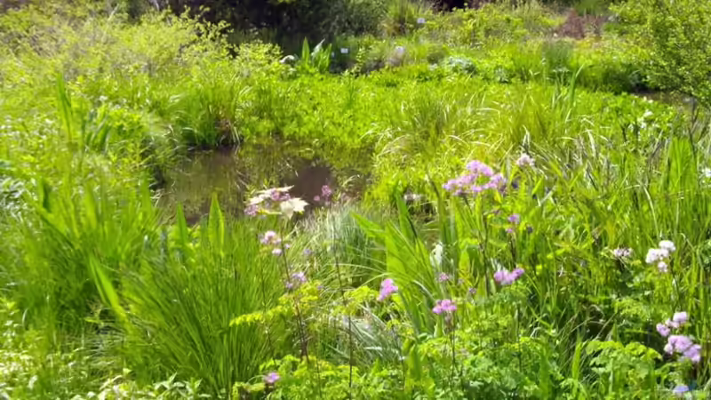 Blog: Botanischer Garten München -Aus Sicht einer Aquarianerin! Teil I (3289)