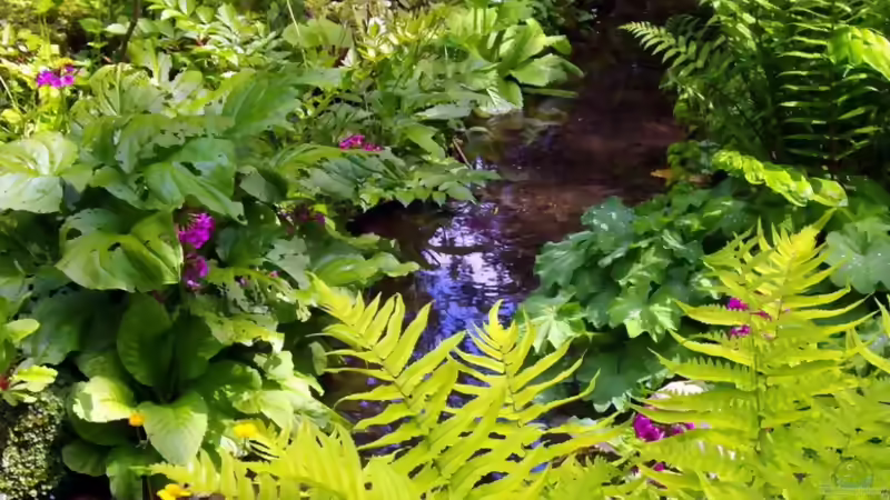 Blog: Botanischer Garten München -Aus Sicht einer Aquarianerin! Teil I (3289)