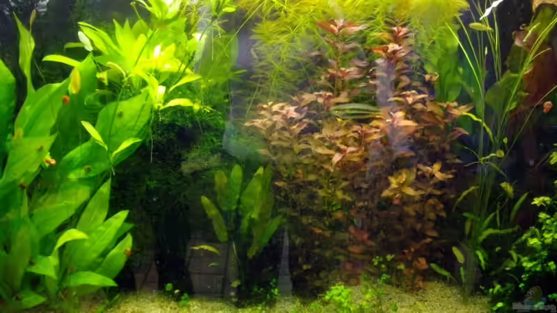 Blog: Botanischer Garten München Teil II (3290)