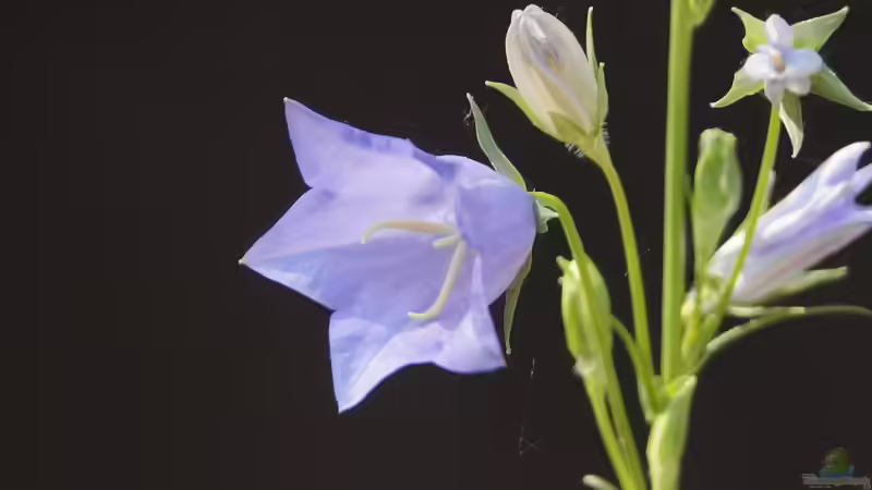 Blog: Botanischer Garten Regensburg - Ein grünes Paradies für Pflanzenliebhaber und Naturfreunde (7237)