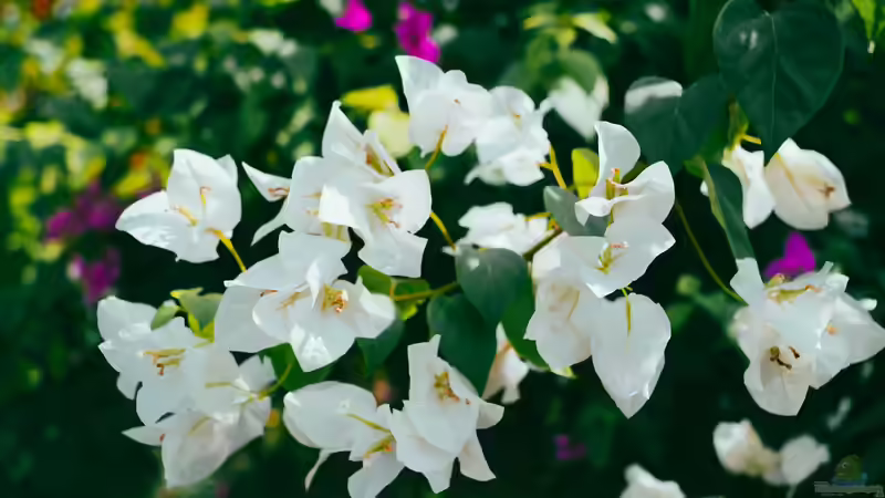 Blog: Bougainvillea: Das sind die Arten für Anfänger in der mediterranen Gartengestaltung (7970)