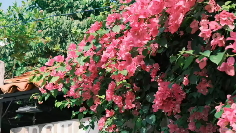 Blog: Bougainvillea: Das sind die Arten für Anfänger in der mediterranen Gartengestaltung (7970)