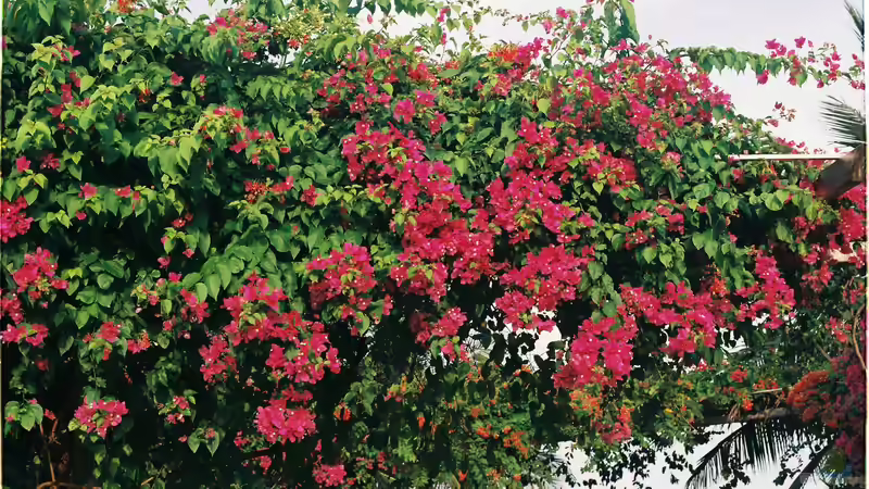 Blog: Bougainvillea: Das sind die Arten für Anfänger in der mediterranen Gartengestaltung (7970)