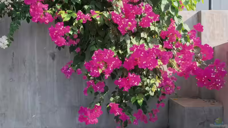 Blog: Bougainvillea: Das sind die Arten für Anfänger in der mediterranen Gartengestaltung (7970)