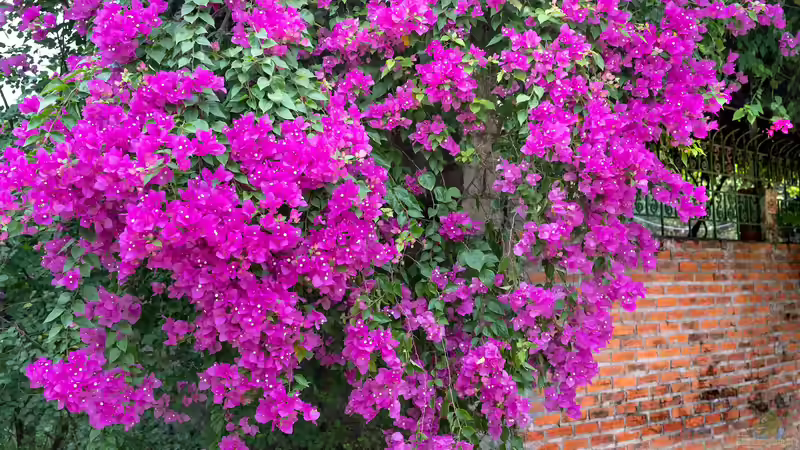 Blog: Bougainvillea: Das sind die Arten für Anfänger in der mediterranen Gartengestaltung (7970)