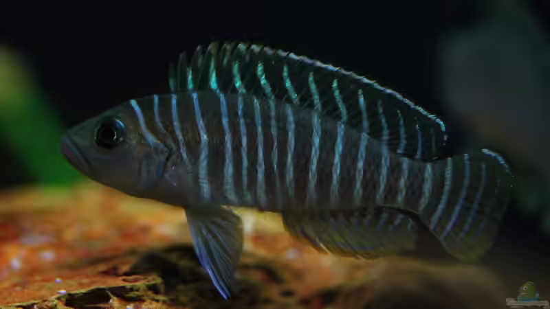 Blog: Breite Streifen mit blauen Augen , der Neolamprologus similis ! (5120)
