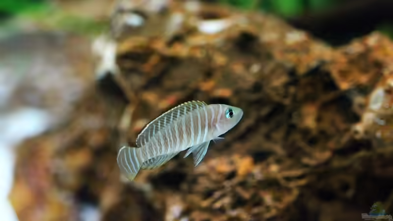 Blog: Breite Streifen mit blauen Augen , der Neolamprologus similis ! (5120)