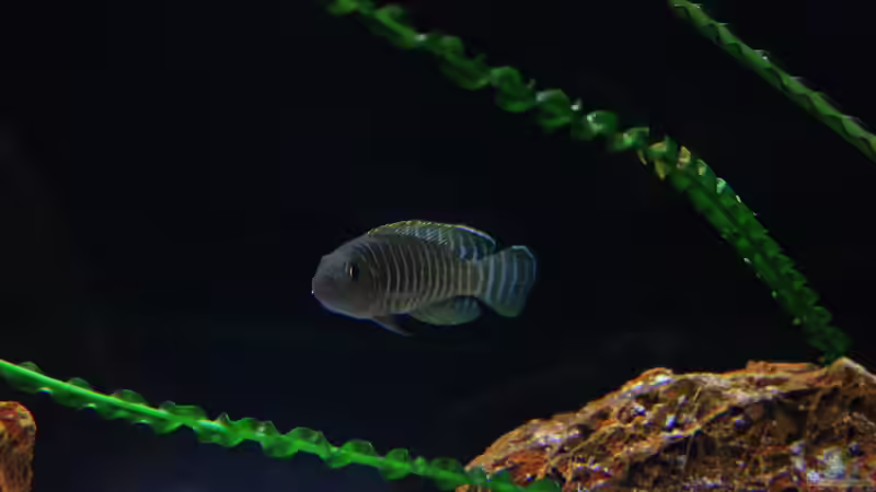 Blog: Breite Streifen mit blauen Augen , der Neolamprologus similis ! (5120)