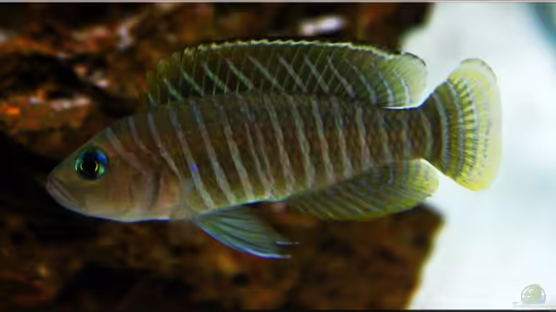Blog: Breite Streifen mit blauen Augen , der Neolamprologus similis ! (5120)