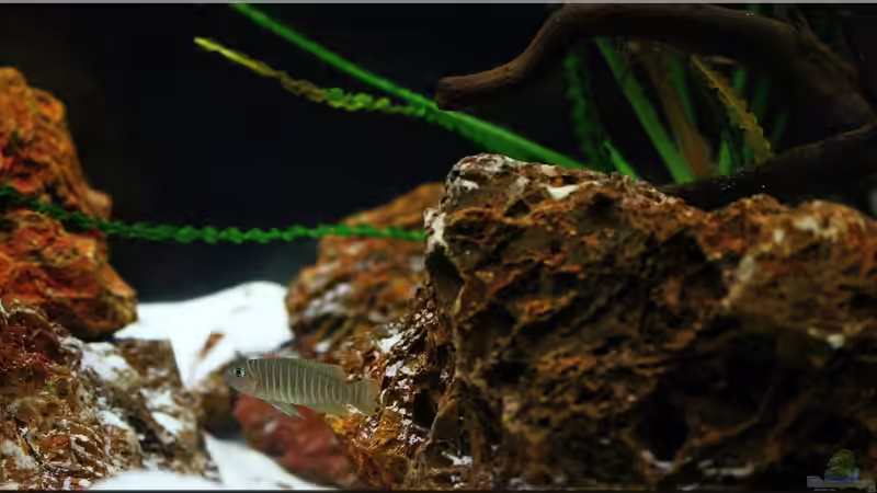 Blog: Breite Streifen mit blauen Augen , der Neolamprologus similis ! (5120)