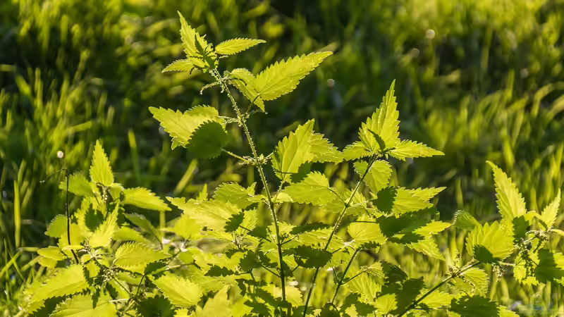 Blog: Brennnesseltee aus eigenem Anbau - Vom wilden Kraut zum wertvollen Gartenschatz (7714)